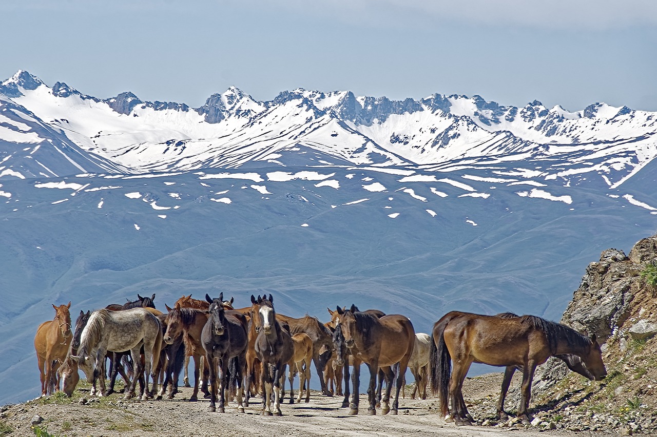 kyrgyzstan, horses, mountains, suusamyrtoo mountain range, mountain range, landscape, nature, snow, glacier, heaven, central asia, kyrgyzstan, kyrgyzstan, kyrgyzstan, kyrgyzstan, kyrgyzstan