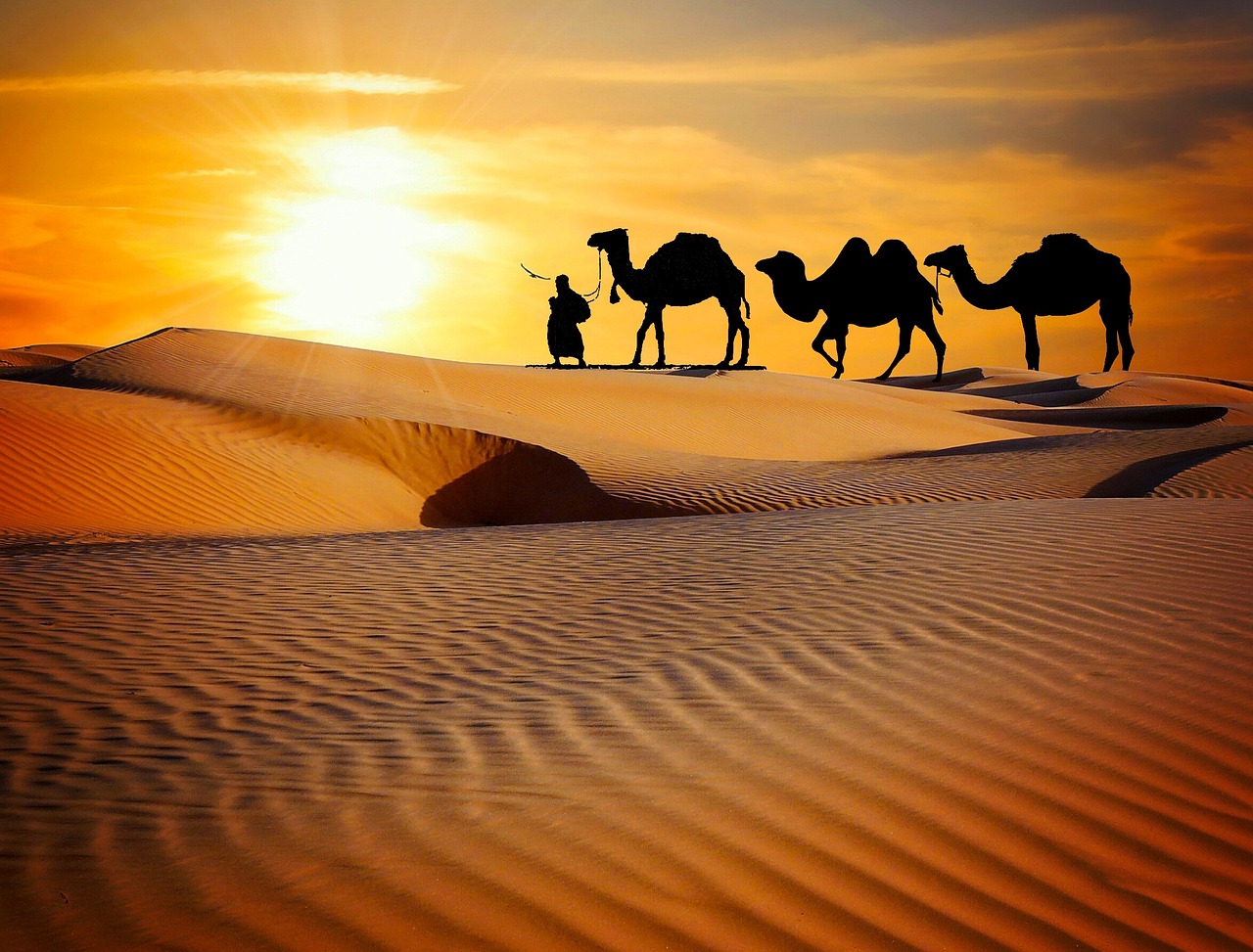 caravan, desert, safari, dune, camels, ride, more, rajasthan, camel, trekking, evening, dusk, sunset, entertainers, music, nature, indian, people, men, adventure, travel, tourism, brown music, brown travel, brown sunset, brown desert, rajasthan, rajasthan, rajasthan, rajasthan, rajasthan