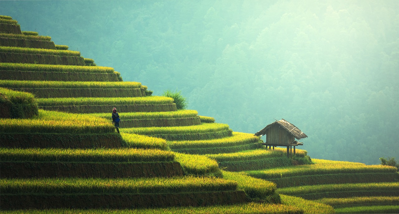 agriculture, rice plantation, thailand, rice, vietnamese, green, ecology, myanmar, burma, growth, countryside, malaysia, bali, plantation, hills, indochina, terraces, garden, gardening, environment, cambodia, asia, agriculture, agriculture, agriculture, thailand, thailand, thailand, rice, green, nature, growth, growth, malaysia, bali, bali, bali, bali, bali, garden, garden, garden, environment, cambodia, asia