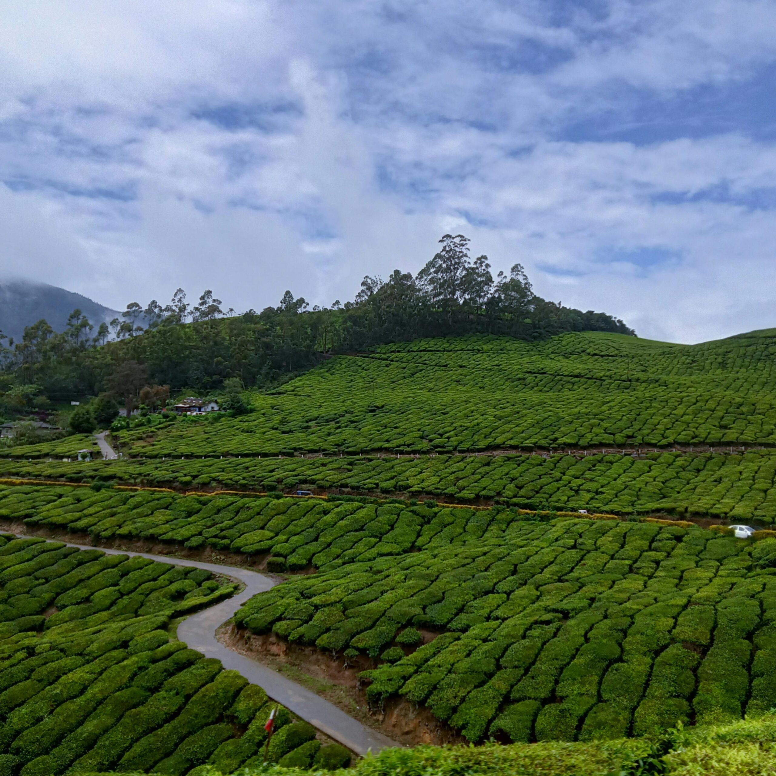 Expansive green tea plantations stretch under a vibrant blue sky, showcasing natural beauty.