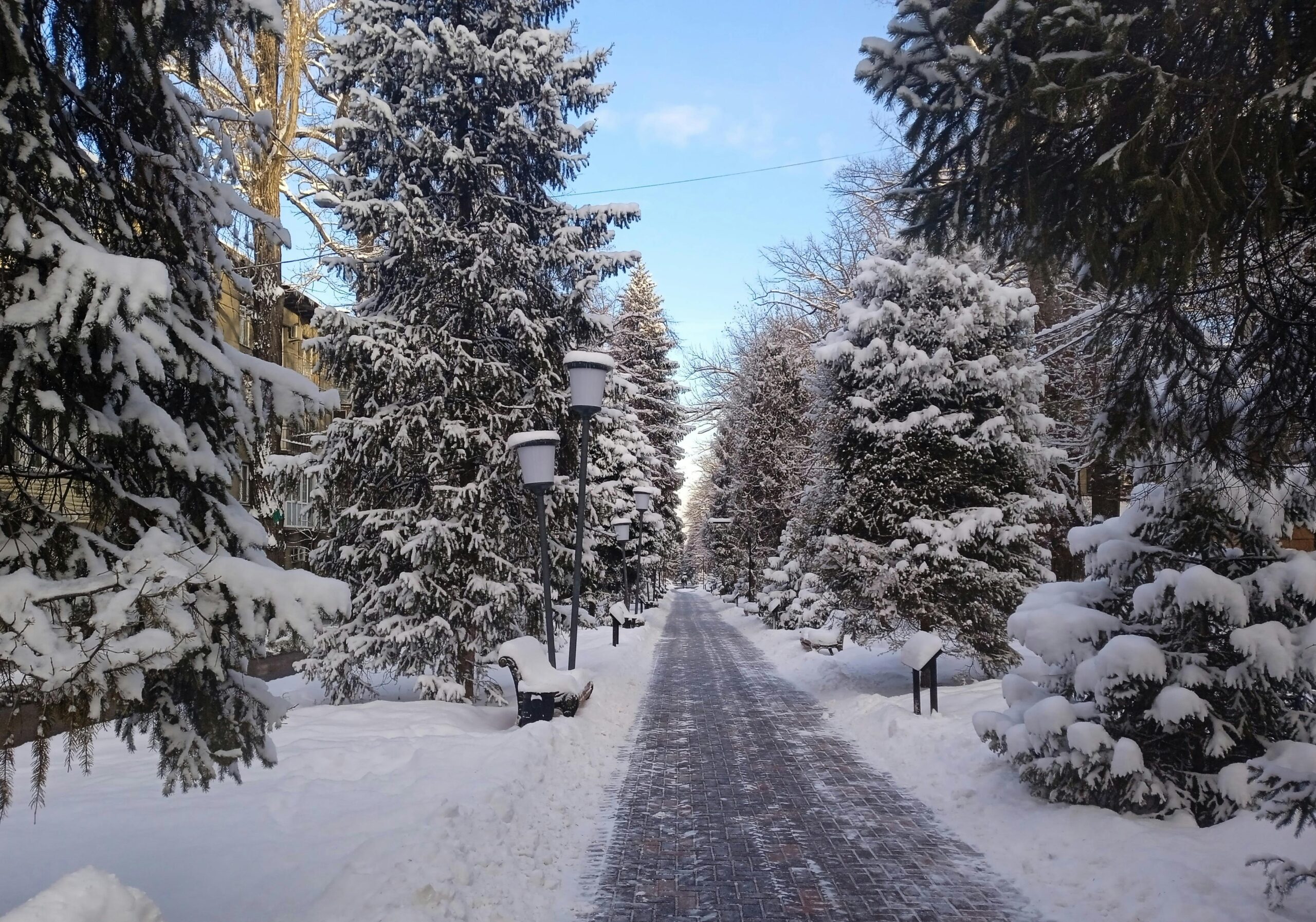 A serene snow-covered pathway lined with pine trees in Almaty, Kazakhstan, capturing the essence of winter.